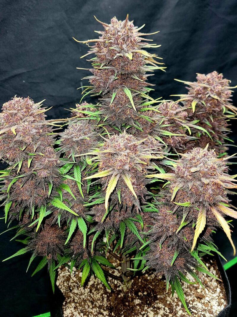 Lemon Cherry Cookies Auto, Фасовка: 5, изображение 25